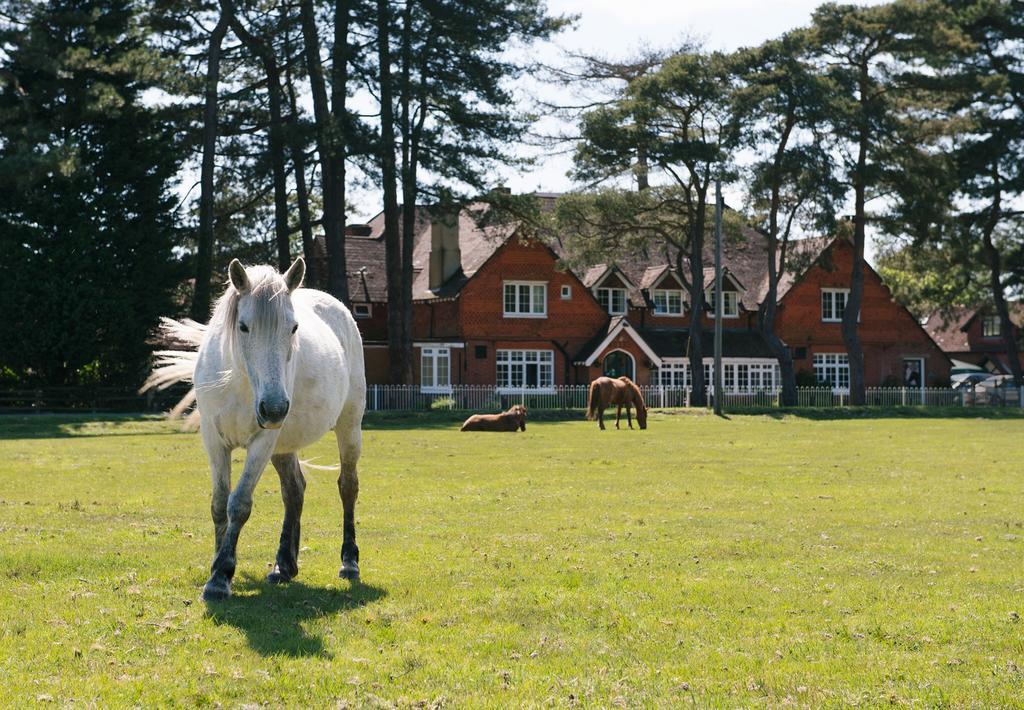 Beaulieu Hotel Lyndhurst Eksteriør billede